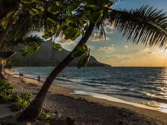 Bride and groom walking a quiet Seychelles beach under takamaka trees